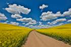 USA, Washington State, Palouse. Dirt road cutting through canola field Art Print